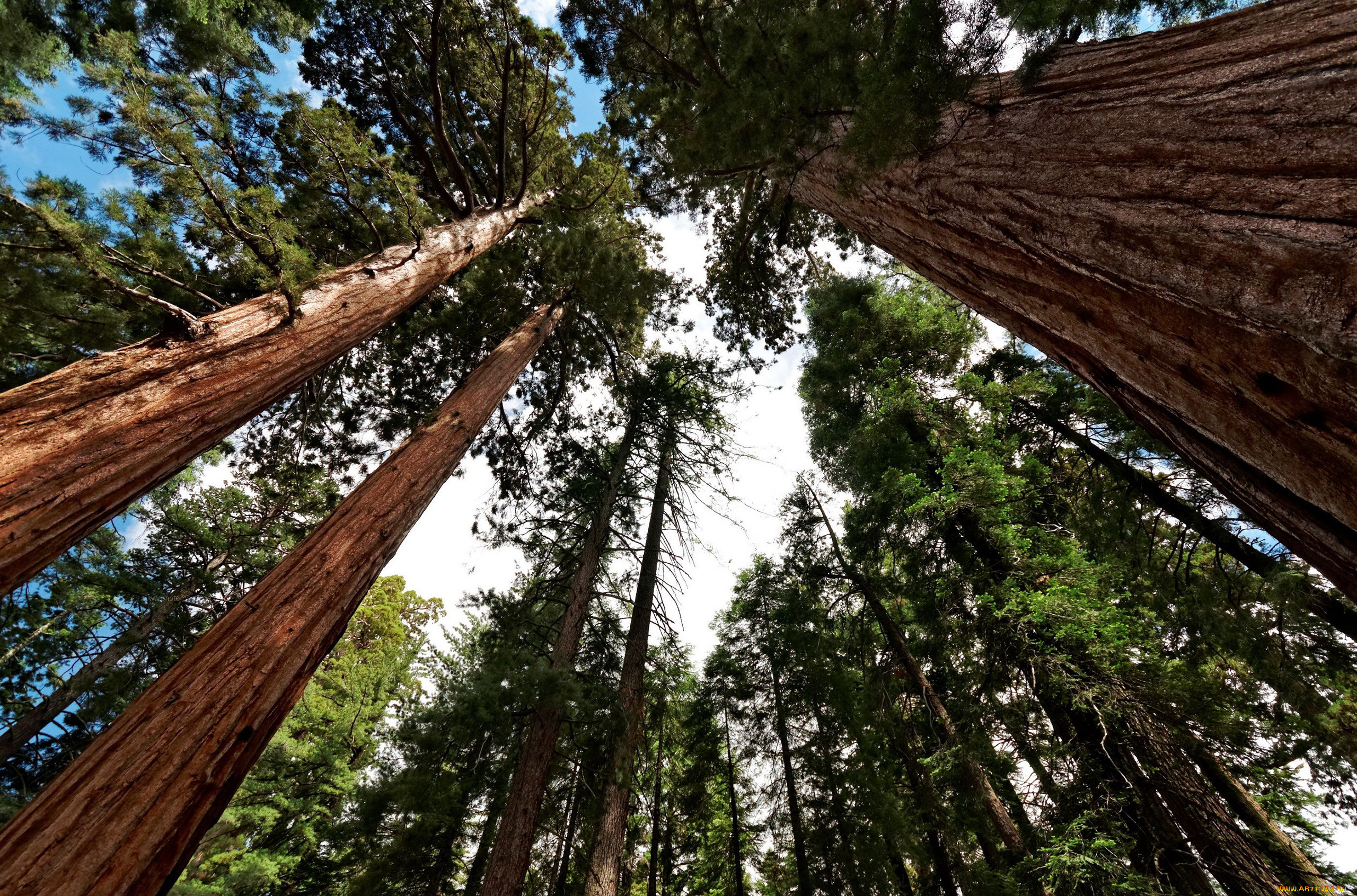 giant sequoia, , , , , , , giant, sequoia